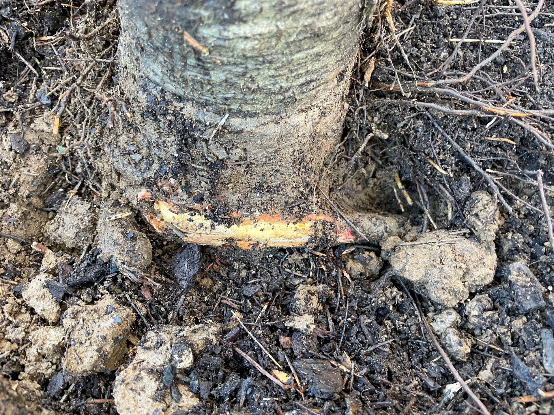 tree removal; tree service; arborist; tree removal choctaw, OK; tree removal midwest city, ok; tree removal nicoma park, ok; tree service choctaw, ok; tree service midwest city, ok; tree service nicoma park, ok tree removal harrah, tree removal choctaw, tree removal mcloud, tree removal jones, tree removal luther, tree removal edmond, tree removal arcadia, tree removal shawnee, tree removal meeker, tree removal nicoma park, tree removal spencer, tree removal mwc, tree removal midwest city, tree removal del city, tree removal okc, tree removal oklahoma city, tree removal moore, tree removal dale, tree removal midway, tree removal fowler, tree removal jacktown,  tree removal bethel acres, tree removal tecumseh, tree removal pink, tree removal nichols hills, tree removal the village, tree removal wellston, tree removal lake thunderbird, tree removal thunderbird, tree service harrah, tree service choctaw, tree service mcloud, tree service jones, tree service luther, tree service edmond, tree service arcadia, tree service shawnee, tree service meeker, tree service nicoma park, tree service spencer, tree service mwc, tree service midwest city, tree service del city, tree service okc, tree service oklahoma city, tree service moore, tree service dale, tree service midway, tree service fowler, tree service jacktown,  tree service bethel acres, tree service tecumseh, tree service pink, tree service nichols hills, tree service the village, tree service wellston, tree service lake thunderbird, tree service thunderbird, tree services harrah, tree services choctaw, tree services mcloud, tree services jones, tree services luther, tree services edmond, tree services arcadia, tree services shawnee, tree services meeker, tree services nicoma park, tree services spencer, tree services mwc, tree services midwest city, tree services del city, tree services okc, tree services oklahoma city, tree services moore, tree services dale, tree services midway, tree services fowler, tree services jacktown,  tree services bethel acres, tree services tecumseh, tree services pink, tree services nichols hills, tree services the village, tree services wellston, tree services lake thunderbird, tree services thunderbird, tree pruning harrah, tree pruning choctaw, tree pruning mcloud, tree pruning jones, tree pruning luther, tree pruning edmond, tree pruning arcadia, tree pruning shawnee, tree pruning meeker, tree pruning nicoma park, tree pruning spencer, tree pruning mwc, tree pruning midwest city, tree pruning del city, tree pruning okc, tree pruning oklahoma city, tree pruning moore, tree pruning dale, tree pruning midway, tree pruning fowler, tree pruning jacktown,  tree pruning bethel acres, tree pruning tecumseh, tree pruning pink, tree pruning nichols hills, tree pruning the village, tree pruning wellston, tree pruning lake thunderbird, tree pruning thunderbird, tree trimming harrah, tree trimming choctaw, tree trimming mcloud, tree trimming jones, tree trimming luther, tree trimming edmond, tree trimming arcadia, tree trimming shawnee, tree trimming meeker, tree trimming nicoma park, tree trimming spencer, tree trimming mwc, tree trimming midwest city, tree trimming del city, tree trimming okc, tree trimming oklahoma city, tree trimming moore, tree trimming dale, tree trimming midway, tree trimming fowler, tree trimming jacktown,  tree trimming bethel acres, tree trimming tecumseh, tree trimming pink, tree trimming nichols hills, tree trimming the village, tree trimming wellston, tree trimming lake thunderbird, tree trimming thunderbird, stump grinding harrah, stump grinding  choctaw, stump grinding mcloud, stump grinding jones, stump grinding luther, stump grinding  edmond, stump grinding arcadia, stump grinding shawnee, stump grinding meeker, stump grinding nicoma park, stump grinding spencer, stump grinding mwc, stump grinding midwest city, stump grinding del city, stump grinding okc, stump grinding oklahoma city, stump grinding moore, stump grinding dale, stump grinding midway, stump grinding fowler, stump grinding jacktown, stump grinding bethel acres, stump grinding tecumseh, stump grinding pink, stump grinding nichols hills, stump grinding the village, stump grinding wellston, stump grinding lake thunderbird, stump grinding thunderbird, harrah tree removal, choctaw tree removal, mcloud tree removal, jones tree removal, luther tree removal, edmond tree removal, arcadia tree removal, shawnee tree removal, meeker tree removal, nicoma park tree removal, spencer tree removal, mwc tree removal, midwest city tree removal, del city tree removal, okc tree removal, oklahoma city tree removal, moore tree removal, dale tree removal, midway tree removal, fowler tree removal, jacktown tree removal, bethel acres tree removal,  tecumseh tree removal, pink tree removal, nichols hills tree removal, the village tree removal, wellston tree removal, lake thunderbird tree removal, thunderbird tree removal, harrah tree service, choctaw tree service, mcloud tree service, jones tree service, luther tree service, edmond tree service, arcadia tree service, shawnee tree service, meeker tree service, nicoma park tree service, spencer tree service, mwc tree service, midwest city tree service, del city tree service, okc tree service, oklahoma city tree service, moore tree service, dale tree service, midway tree service, fowler tree service, jacktown tree service, bethel acres tree service,  tecumseh tree service, pink tree service, nichols hills tree service, the village tree service, wellston tree service, lake thunderbird tree service, thunderbird tree service, harrah tree services, choctaw tree services, mcloud tree services, jones tree services, luther tree services, edmond tree services, arcadia tree services, shawnee tree services, meeker tree services, nicoma park tree services, spencer tree services, mwc tree services, midwest city tree services, del city tree services, okc tree services, oklahoma city tree services, moore tree services, dale tree services, midway tree services, fowler tree services, jacktown tree services, bethel acres tree services,  tecumseh tree services, pink tree services, nichols hills tree services, the village tree services, wellston tree services, lake thunderbird tree services, thunderbird tree services, harrah tree pruning, choctaw tree pruning, mcloud tree pruning, jones tree pruning, luther tree pruning, edmond tree pruning, arcadia tree pruning, shawnee tree pruning, meeker tree pruning, nicoma park tree pruning, spencer tree pruning, mwc tree pruning, midwest city tree pruning, del city tree pruning, okc tree pruning, oklahoma city tree pruning, moore tree pruning, dale tree pruning, midway tree pruning, fowler tree pruning, jacktown tree pruning, bethel acres tree pruning,  tecumseh tree pruning, pink tree pruning, nichols hills tree pruning, the village tree pruning, wellston tree pruning, lake thunderbird tree pruning, thunderbird tree pruning, harrah tree trimming, choctaw tree trimming, mcloud tree trimming, jones tree trimming, luther tree trimming, edmond tree trimming, arcadia tree trimming, shawnee tree trimming, meeker tree trimming, nicoma park tree trimming, spencer tree trimming, mwc tree trimming, midwest city tree trimming, del city tree trimming, okc tree trimming, oklahoma city tree trimming, moore tree trimming, dale tree trimming, midway tree trimming, fowler tree trimming, jacktown tree trimming, bethel acres tree trimming,  tecumseh tree trimming, pink tree trimming, nichols hills tree trimming, the village tree trimming, wellston tree trimming, lake thunderbird tree trimming, thunderbird tree trimming, harrah stump grinding, choctaw stump grinding, mcloud stump grinding, jones stump grinding, luther stump grinding, edmond stump grinding, arcadia stump grinding, shawnee stump grinding, meeker stump grinding, nicoma park stump grinding, spencer stump grinding, mwc stump grinding, midwest city stump grinding, del city stump grinding, okc stump grinding, oklahoma city stump grinding, moore stump grinding, dale stump grinding, midway stump grinding, fowler stump grinding, jacktown stump grinding, bethel acres stump grinding,  tecumseh stump grinding, pink stump grinding, nichols hills stump grinding, the village stump grinding, wellston stump grinding, lake thunderbird stump grinding, thunderbird stump grinding, harrah arborist, choctaw arborist, mcloud arborist, jones arborist, luther arborist, edmond arborist, arcadia arborist, shawnee arborist, meeker arborist, nicoma park arborist, spencer arborist, mwc arborist, midwest city arborist, del city arborist, okc arborist, oklahoma city arborist, moore arborist, dale arborist, midway arborist, fowler arborist, jacktown arborist, bethel acres arborist,  tecumseh arborist, pink arborist, nichols hills arborist, the village arborist, wellston arborist, lake thunderbird arborist, thunderbird arborist, arborist harrah, arborist choctaw, arborist mcloud, arborist jones, arborist luther, arborist edmond, arborist arcadia, arborist shawnee, arborist meeker, arborist nicoma park, arborist spencer, arborist mwc, arborist midwest city, arborist del city, arborist okc, arborist oklahoma city, arborist moore, arborist dale, arborist midway, arborist fowler, arborist jacktown, arborist bethel acres, arborist tecumseh, arborist pink, arborist nichols hills, arborist the village, arborist wellston, arborist lake thunderbird, arborist thunderbird,