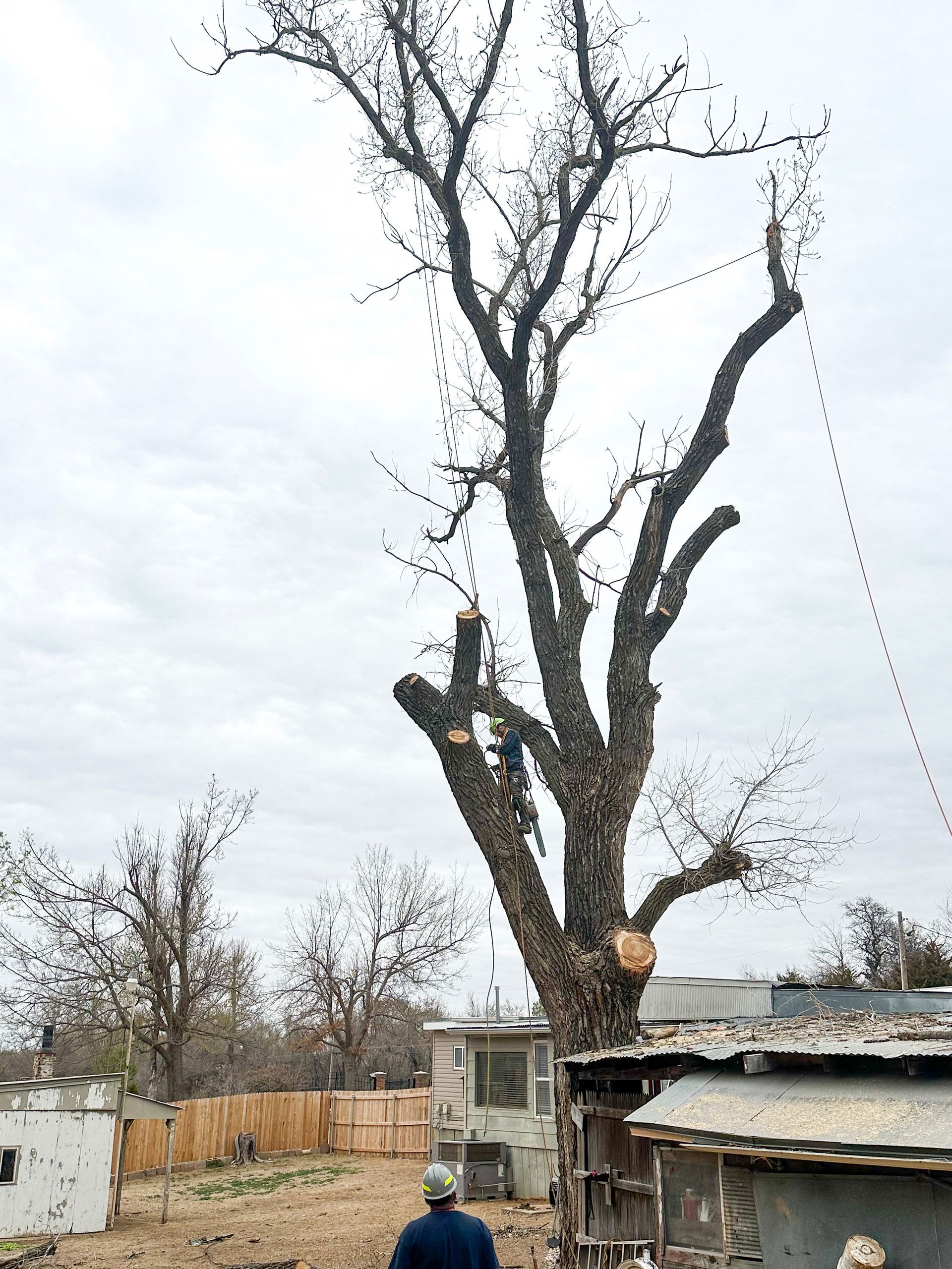 cottonwood tree removal; tree removal; tree service; arborist; tree removal choctaw, OK; tree removal midwest city, ok; tree removal nicoma park, ok; tree service choctaw, ok; tree service midwest city, ok; tree service nicoma park, ok tree removal harrah, tree removal choctaw, tree removal mcloud, tree removal jones, tree removal luther, tree removal edmond, tree removal arcadia, tree removal shawnee, tree removal meeker, tree removal nicoma park, tree removal spencer, tree removal mwc, tree removal midwest city, tree removal del city, tree removal okc, tree removal oklahoma city, tree removal moore, tree removal dale, tree removal midway, tree removal fowler, tree removal jacktown,  tree removal bethel acres, tree removal tecumseh, tree removal pink, tree removal nichols hills, tree removal the village, tree removal wellston, tree removal lake thunderbird, tree removal thunderbird, tree service harrah, tree service choctaw, tree service mcloud, tree service jones, tree service luther, tree service edmond, tree service arcadia, tree service shawnee, tree service meeker, tree service nicoma park, tree service spencer, tree service mwc, tree service midwest city, tree service del city, tree service okc, tree service oklahoma city, tree service moore, tree service dale, tree service midway, tree service fowler, tree service jacktown,  tree service bethel acres, tree service tecumseh, tree service pink, tree service nichols hills, tree service the village, tree service wellston, tree service lake thunderbird, tree service thunderbird, tree services harrah, tree services choctaw, tree services mcloud, tree services jones, tree services luther, tree services edmond, tree services arcadia, tree services shawnee, tree services meeker, tree services nicoma park, tree services spencer, tree services mwc, tree services midwest city, tree services del city, tree services okc, tree services oklahoma city, tree services moore, tree services dale, tree services midway, tree services fowler, tree services jacktown,  tree services bethel acres, tree services tecumseh, tree services pink, tree services nichols hills, tree services the village, tree services wellston, tree services lake thunderbird, tree services thunderbird, tree pruning harrah, tree pruning choctaw, tree pruning mcloud, tree pruning jones, tree pruning luther, tree pruning edmond, tree pruning arcadia, tree pruning shawnee, tree pruning meeker, tree pruning nicoma park, tree pruning spencer, tree pruning mwc, tree pruning midwest city, tree pruning del city, tree pruning okc, tree pruning oklahoma city, tree pruning moore, tree pruning dale, tree pruning midway, tree pruning fowler, tree pruning jacktown,  tree pruning bethel acres, tree pruning tecumseh, tree pruning pink, tree pruning nichols hills, tree pruning the village, tree pruning wellston, tree pruning lake thunderbird, tree pruning thunderbird, tree trimming harrah, tree trimming choctaw, tree trimming mcloud, tree trimming jones, tree trimming luther, tree trimming edmond, tree trimming arcadia, tree trimming shawnee, tree trimming meeker, tree trimming nicoma park, tree trimming spencer, tree trimming mwc, tree trimming midwest city, tree trimming del city, tree trimming okc, tree trimming oklahoma city, tree trimming moore, tree trimming dale, tree trimming midway, tree trimming fowler, tree trimming jacktown,  tree trimming bethel acres, tree trimming tecumseh, tree trimming pink, tree trimming nichols hills, tree trimming the village, tree trimming wellston, tree trimming lake thunderbird, tree trimming thunderbird, stump grinding harrah, stump grinding  choctaw, stump grinding mcloud, stump grinding jones, stump grinding luther, stump grinding  edmond, stump grinding arcadia, stump grinding shawnee, stump grinding meeker, stump grinding nicoma park, stump grinding spencer, stump grinding mwc, stump grinding midwest city, stump grinding del city, stump grinding okc, stump grinding oklahoma city, stump grinding moore, stump grinding dale, stump grinding midway, stump grinding fowler, stump grinding jacktown, stump grinding bethel acres, stump grinding tecumseh, stump grinding pink, stump grinding nichols hills, stump grinding the village, stump grinding wellston, stump grinding lake thunderbird, stump grinding thunderbird, harrah tree removal, choctaw tree removal, mcloud tree removal, jones tree removal, luther tree removal, edmond tree removal, arcadia tree removal, shawnee tree removal, meeker tree removal, nicoma park tree removal, spencer tree removal, mwc tree removal, midwest city tree removal, del city tree removal, okc tree removal, oklahoma city tree removal, moore tree removal, dale tree removal, midway tree removal, fowler tree removal, jacktown tree removal, bethel acres tree removal,  tecumseh tree removal, pink tree removal, nichols hills tree removal, the village tree removal, wellston tree removal, lake thunderbird tree removal, thunderbird tree removal, harrah tree service, choctaw tree service, mcloud tree service, jones tree service, luther tree service, edmond tree service, arcadia tree service, shawnee tree service, meeker tree service, nicoma park tree service, spencer tree service, mwc tree service, midwest city tree service, del city tree service, okc tree service, oklahoma city tree service, moore tree service, dale tree service, midway tree service, fowler tree service, jacktown tree service, bethel acres tree service,  tecumseh tree service, pink tree service, nichols hills tree service, the village tree service, wellston tree service, lake thunderbird tree service, thunderbird tree service, harrah tree services, choctaw tree services, mcloud tree services, jones tree services, luther tree services, edmond tree services, arcadia tree services, shawnee tree services, meeker tree services, nicoma park tree services, spencer tree services, mwc tree services, midwest city tree services, del city tree services, okc tree services, oklahoma city tree services, moore tree services, dale tree services, midway tree services, fowler tree services, jacktown tree services, bethel acres tree services,  tecumseh tree services, pink tree services, nichols hills tree services, the village tree services, wellston tree services, lake thunderbird tree services, thunderbird tree services, harrah tree pruning, choctaw tree pruning, mcloud tree pruning, jones tree pruning, luther tree pruning, edmond tree pruning, arcadia tree pruning, shawnee tree pruning, meeker tree pruning, nicoma park tree pruning, spencer tree pruning, mwc tree pruning, midwest city tree pruning, del city tree pruning, okc tree pruning, oklahoma city tree pruning, moore tree pruning, dale tree pruning, midway tree pruning, fowler tree pruning, jacktown tree pruning, bethel acres tree pruning,  tecumseh tree pruning, pink tree pruning, nichols hills tree pruning, the village tree pruning, wellston tree pruning, lake thunderbird tree pruning, thunderbird tree pruning, harrah tree trimming, choctaw tree trimming, mcloud tree trimming, jones tree trimming, luther tree trimming, edmond tree trimming, arcadia tree trimming, shawnee tree trimming, meeker tree trimming, nicoma park tree trimming, spencer tree trimming, mwc tree trimming, midwest city tree trimming, del city tree trimming, okc tree trimming, oklahoma city tree trimming, moore tree trimming, dale tree trimming, midway tree trimming, fowler tree trimming, jacktown tree trimming, bethel acres tree trimming,  tecumseh tree trimming, pink tree trimming, nichols hills tree trimming, the village tree trimming, wellston tree trimming, lake thunderbird tree trimming, thunderbird tree trimming, harrah stump grinding, choctaw stump grinding, mcloud stump grinding, jones stump grinding, luther stump grinding, edmond stump grinding, arcadia stump grinding, shawnee stump grinding, meeker stump grinding, nicoma park stump grinding, spencer stump grinding, mwc stump grinding, midwest city stump grinding, del city stump grinding, okc stump grinding, oklahoma city stump grinding, moore stump grinding, dale stump grinding, midway stump grinding, fowler stump grinding, jacktown stump grinding, bethel acres stump grinding,  tecumseh stump grinding, pink stump grinding, nichols hills stump grinding, the village stump grinding, wellston stump grinding, lake thunderbird stump grinding, thunderbird stump grinding, harrah arborist, choctaw arborist, mcloud arborist, jones arborist, luther arborist, edmond arborist, arcadia arborist, shawnee arborist, meeker arborist, nicoma park arborist, spencer arborist, mwc arborist, midwest city arborist, del city arborist, okc arborist, oklahoma city arborist, moore arborist, dale arborist, midway arborist, fowler arborist, jacktown arborist, bethel acres arborist,  tecumseh arborist, pink arborist, nichols hills arborist, the village arborist, wellston arborist, lake thunderbird arborist, thunderbird arborist, arborist harrah, arborist choctaw, arborist mcloud, arborist jones, arborist luther, arborist edmond, arborist arcadia, arborist shawnee, arborist meeker, arborist nicoma park, arborist spencer, arborist mwc, arborist midwest city, arborist del city, arborist okc, arborist oklahoma city, arborist moore, arborist dale, arborist midway, arborist fowler, arborist jacktown, arborist bethel acres, arborist tecumseh, arborist pink, arborist nichols hills, arborist the village, arborist wellston, arborist lake thunderbird, arborist thunderbird,