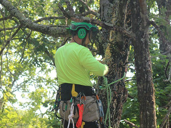 Tree service