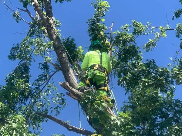 Tree service