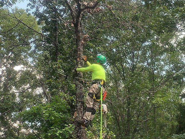 Tree service
