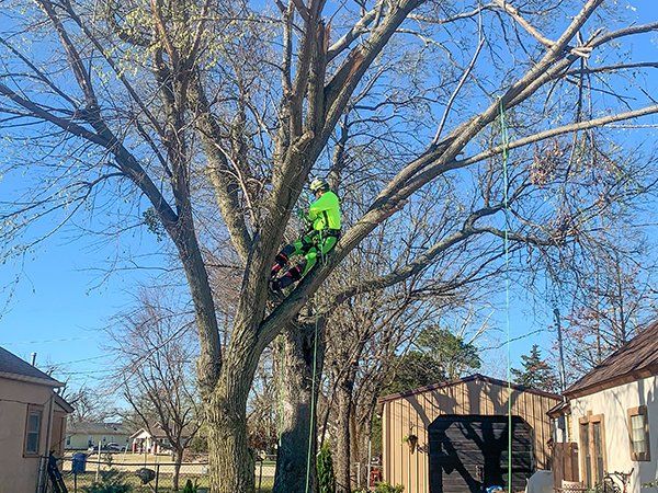 Tree service