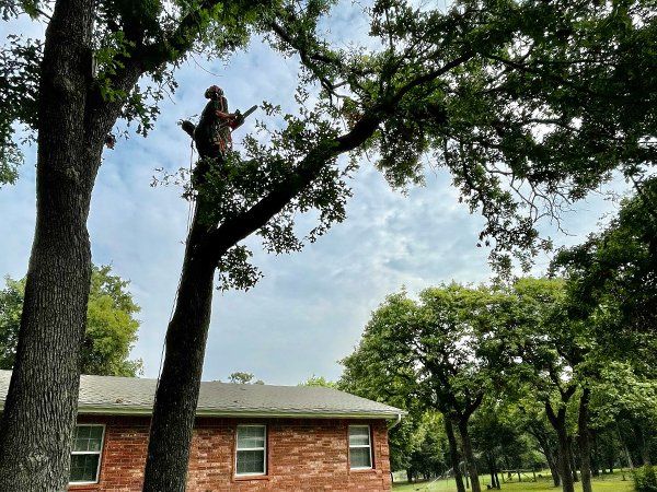 Tree service
