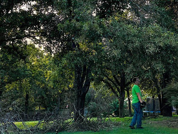 Tree service