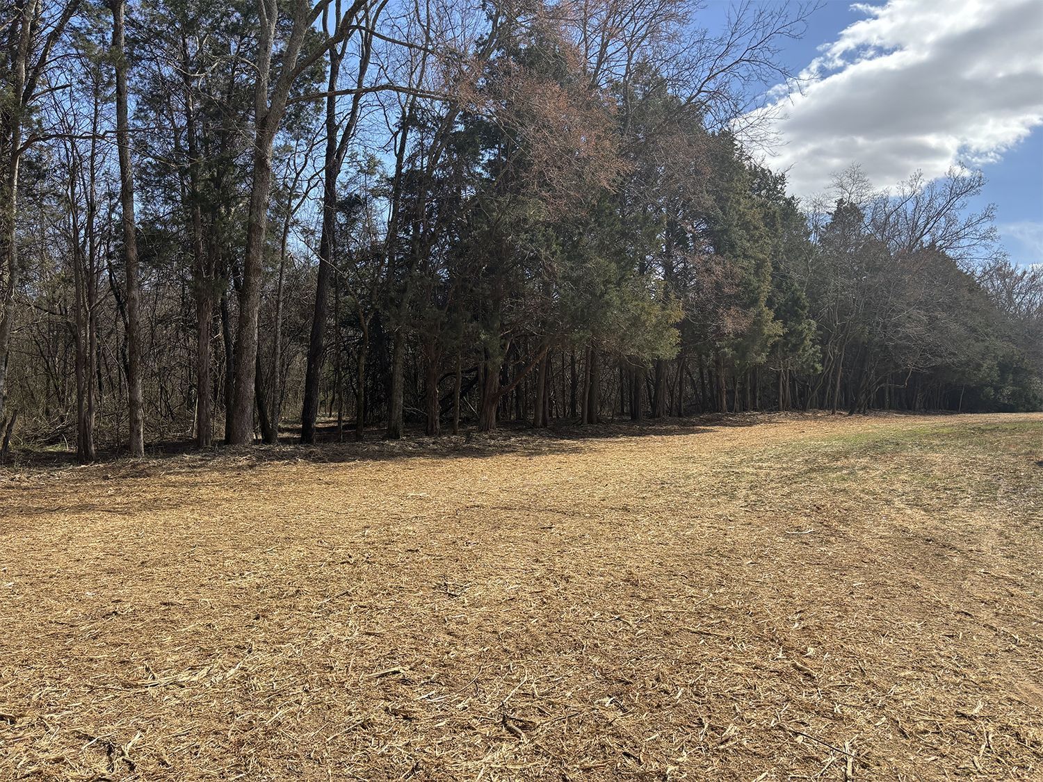 A field with trees in the background and a lot of leaves on the ground.