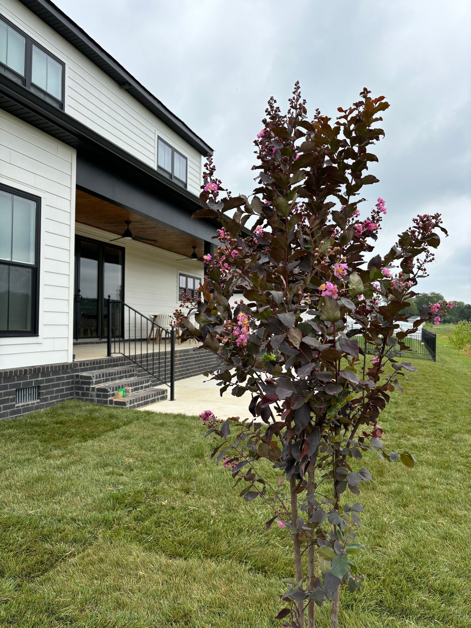 A tree with pink flowers is in front of a house.
