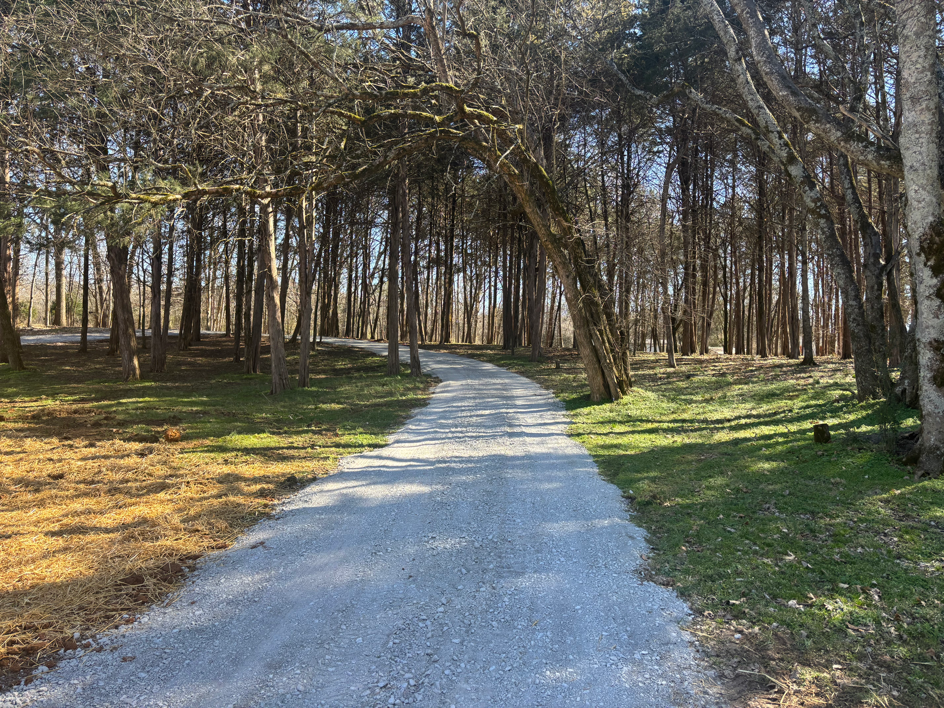 A dirt road going through a forest with trees on both sides.