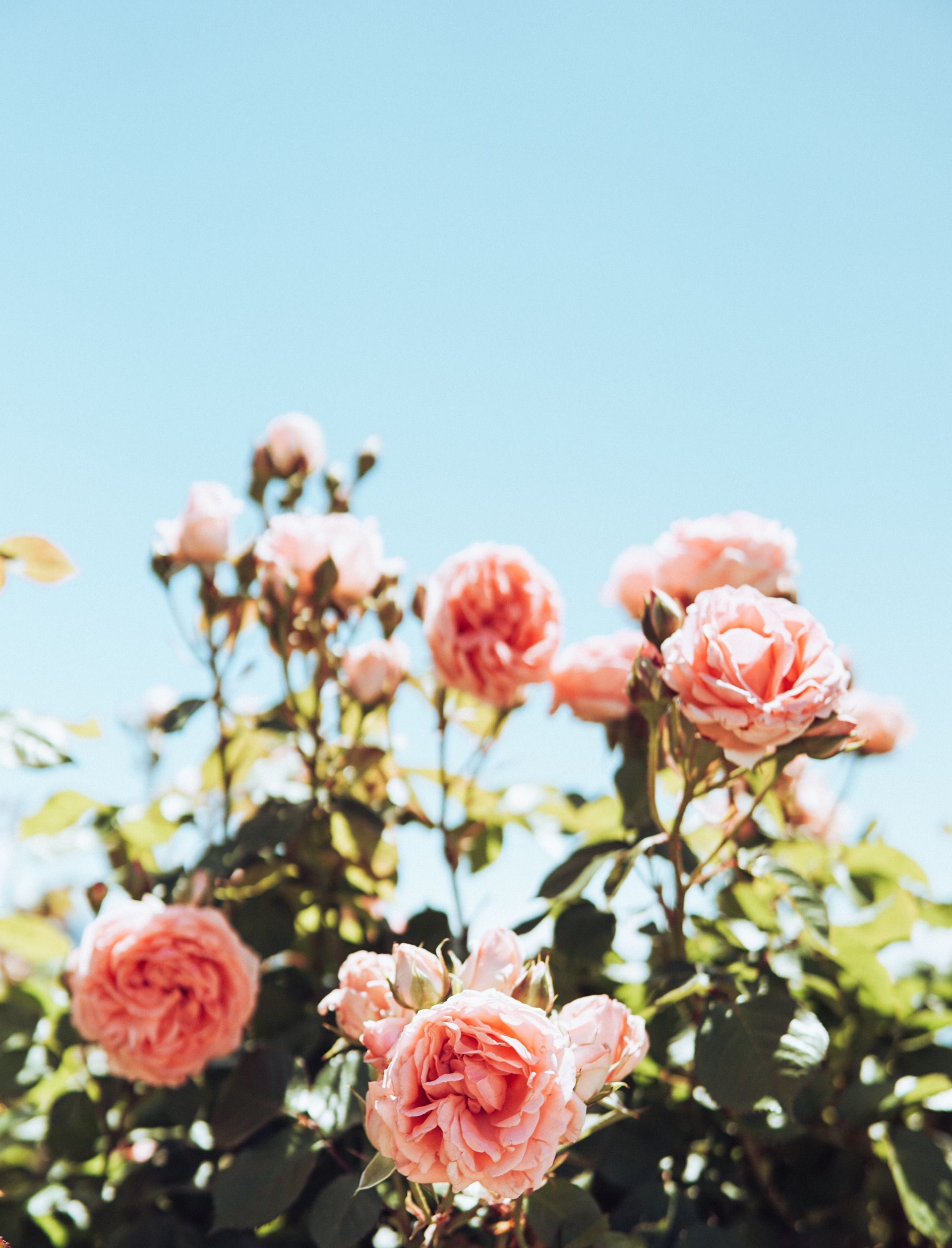 Pink roses blooming against a bright blue sky.