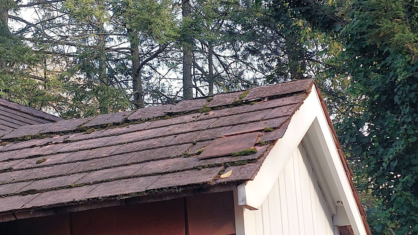 Weathered shingle roof with a white gable against tall evergreen trees