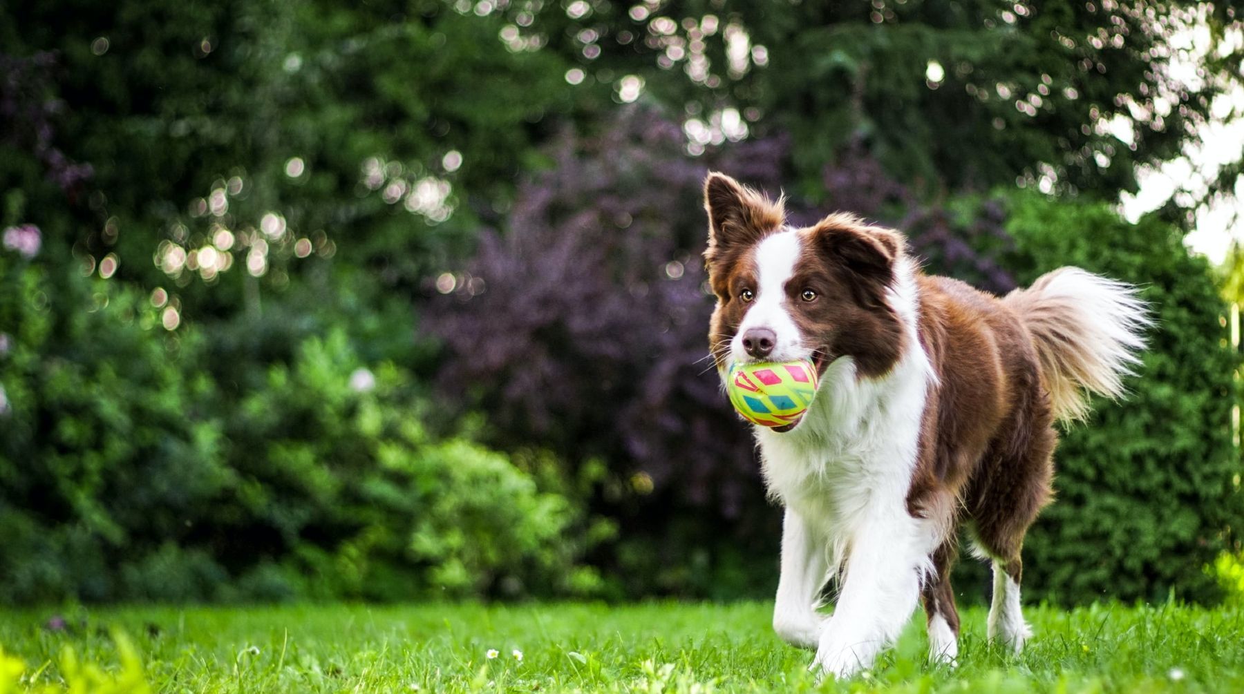 A dog and a cat are sleeping on a blanket on the floor.