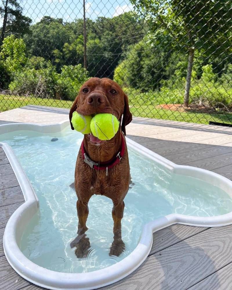 A dog is standing in a pool with a tennis ball in its mouth.