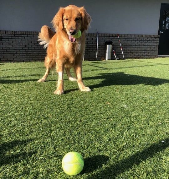 A dog is playing with a tennis ball on the grass