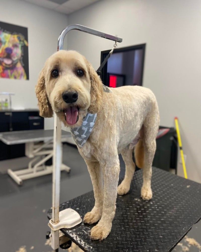 A dog is standing on a grooming table in a room.
