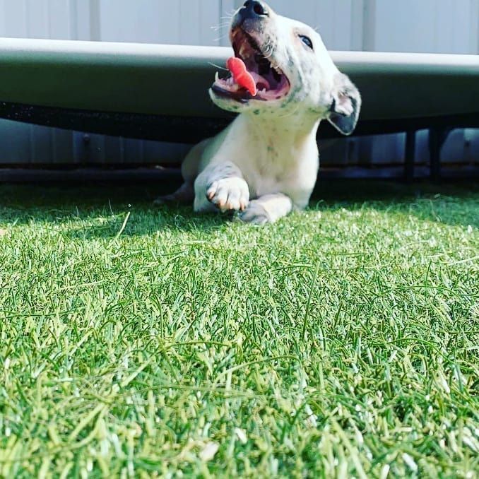A puppy is laying on the grass with its tongue out.
