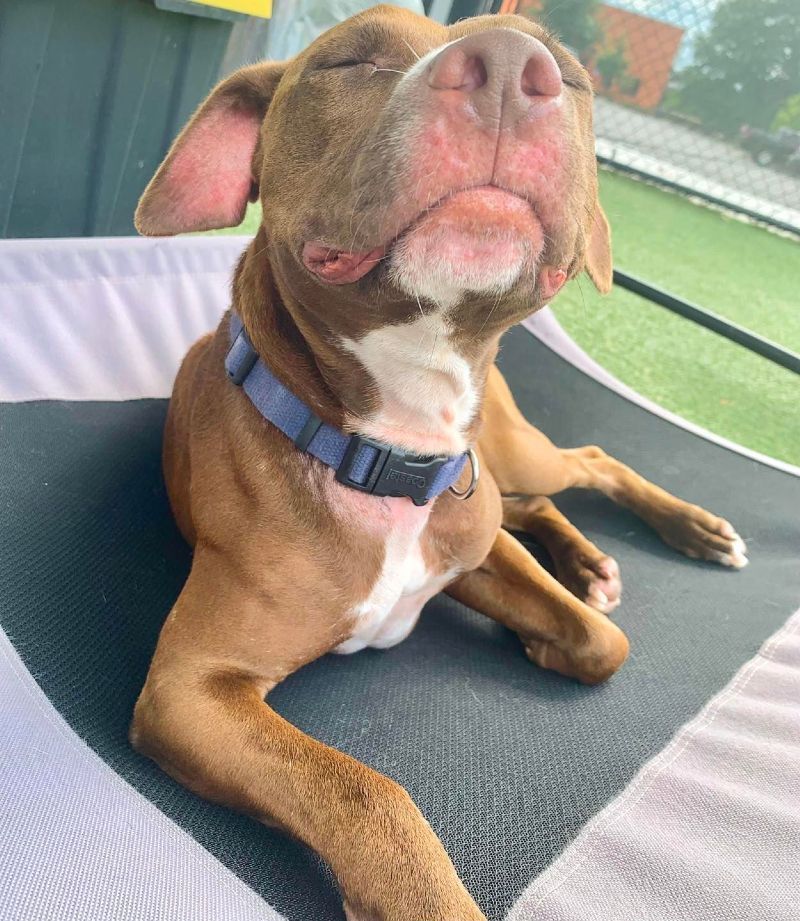 A brown and white dog with a blue collar is laying down with its eyes closed.