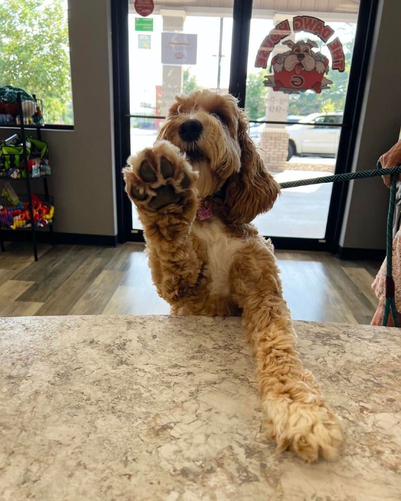A cocker spaniel is sitting at a table with its paw up.
