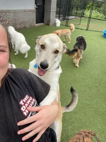 A woman is holding a dog in her arms while other dogs are playing in the background.