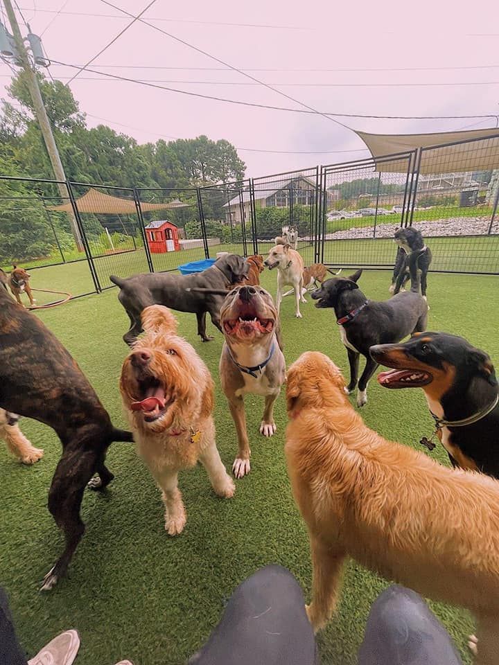 A group of dogs are standing on top of a lush green field.