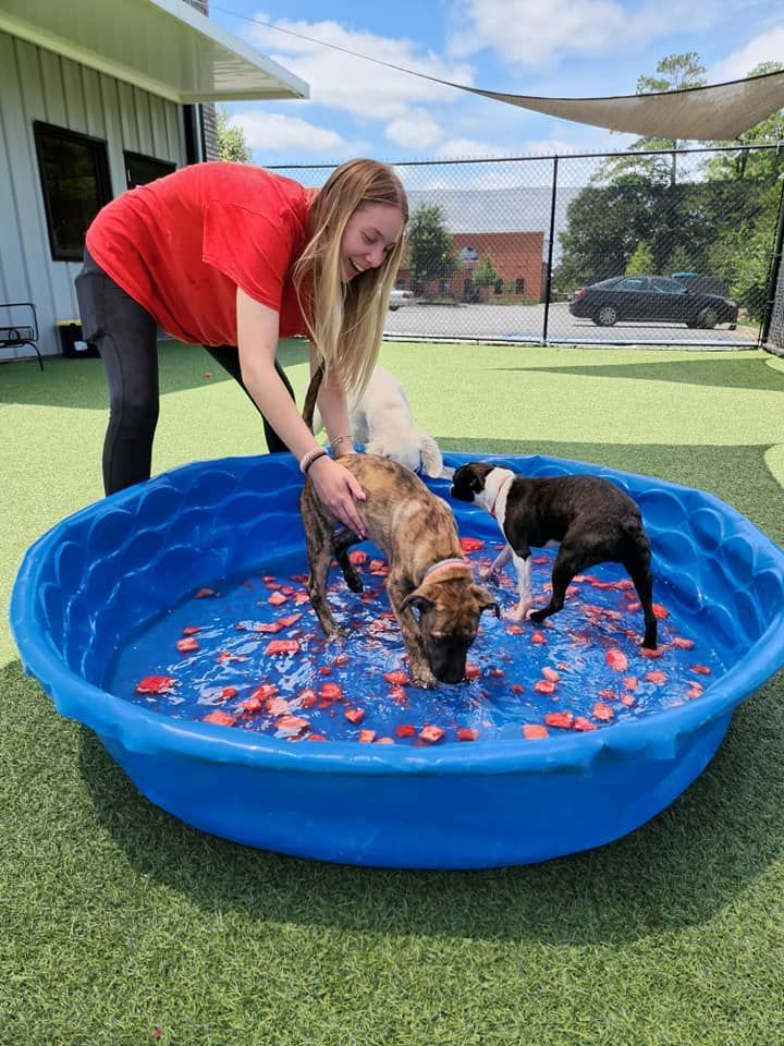 A woman is petting two dogs in a blue pool.