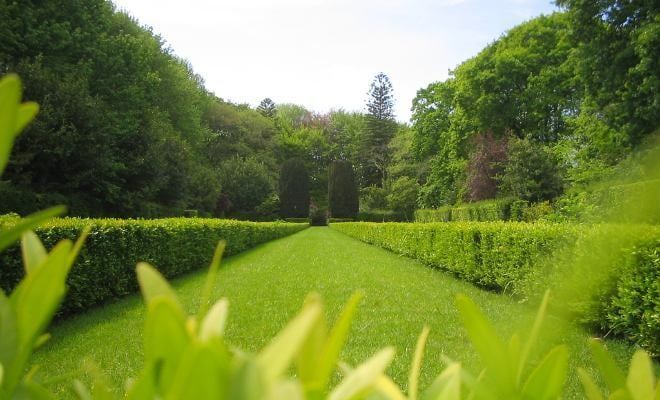 Sunlit garden path lined with bright green hedges and trees