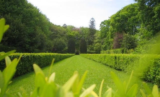 Sunlit garden path lined with bright green hedges and trees