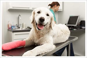 Injured dog