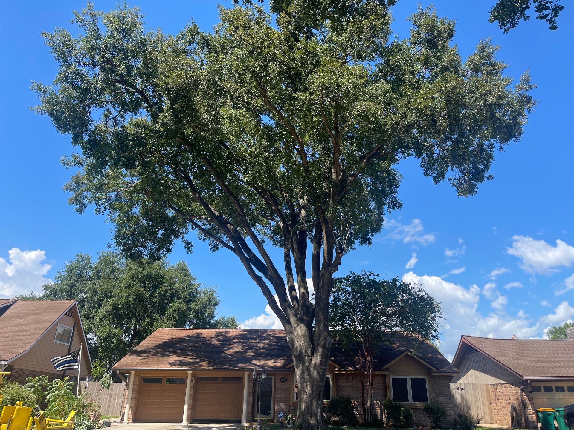 Large tree over a house with a brown roof under a bright blue sky.
