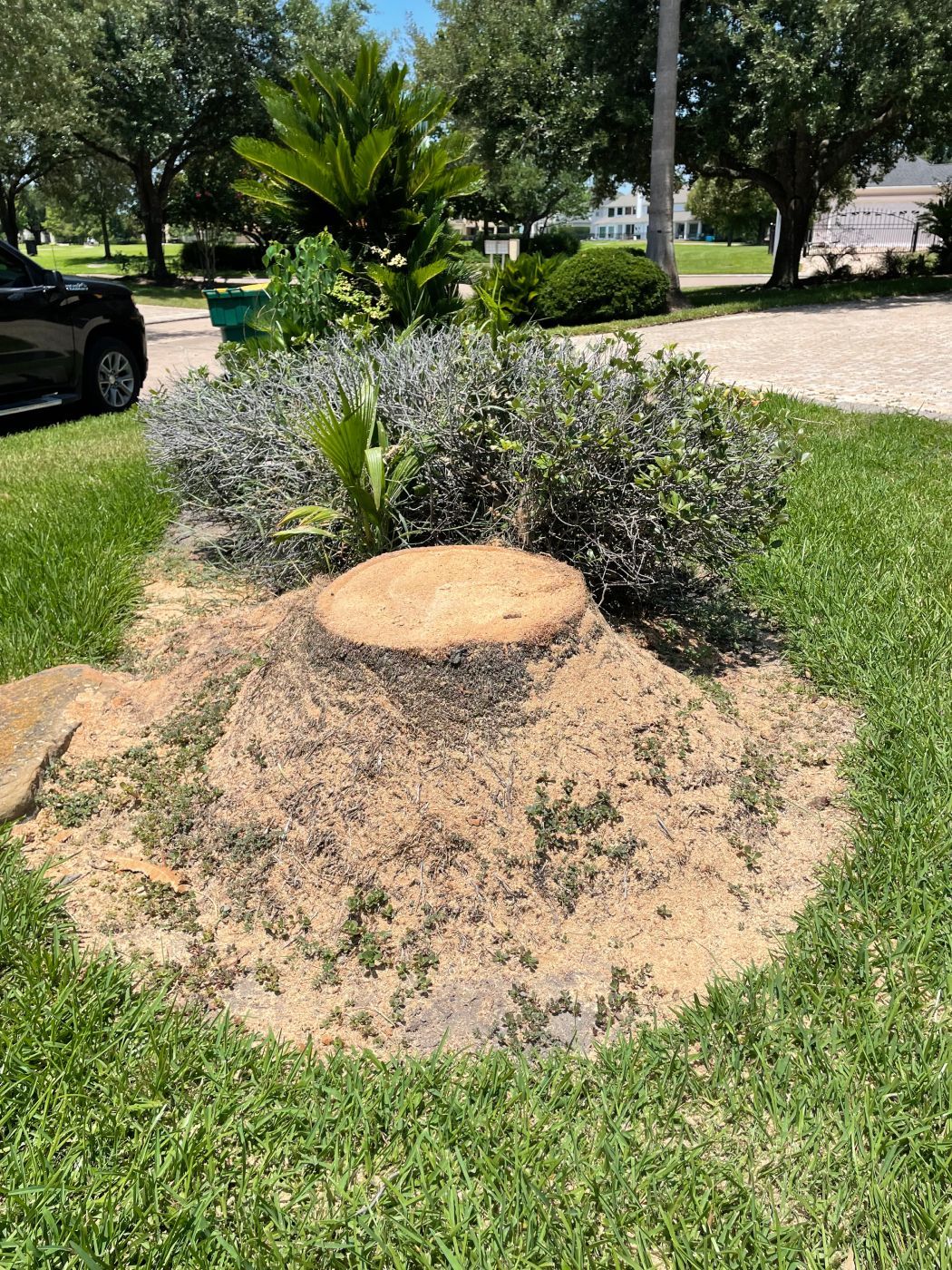 Stump of a recently cut tree, surrounded by sawdust, in a grassy yard with other plants.