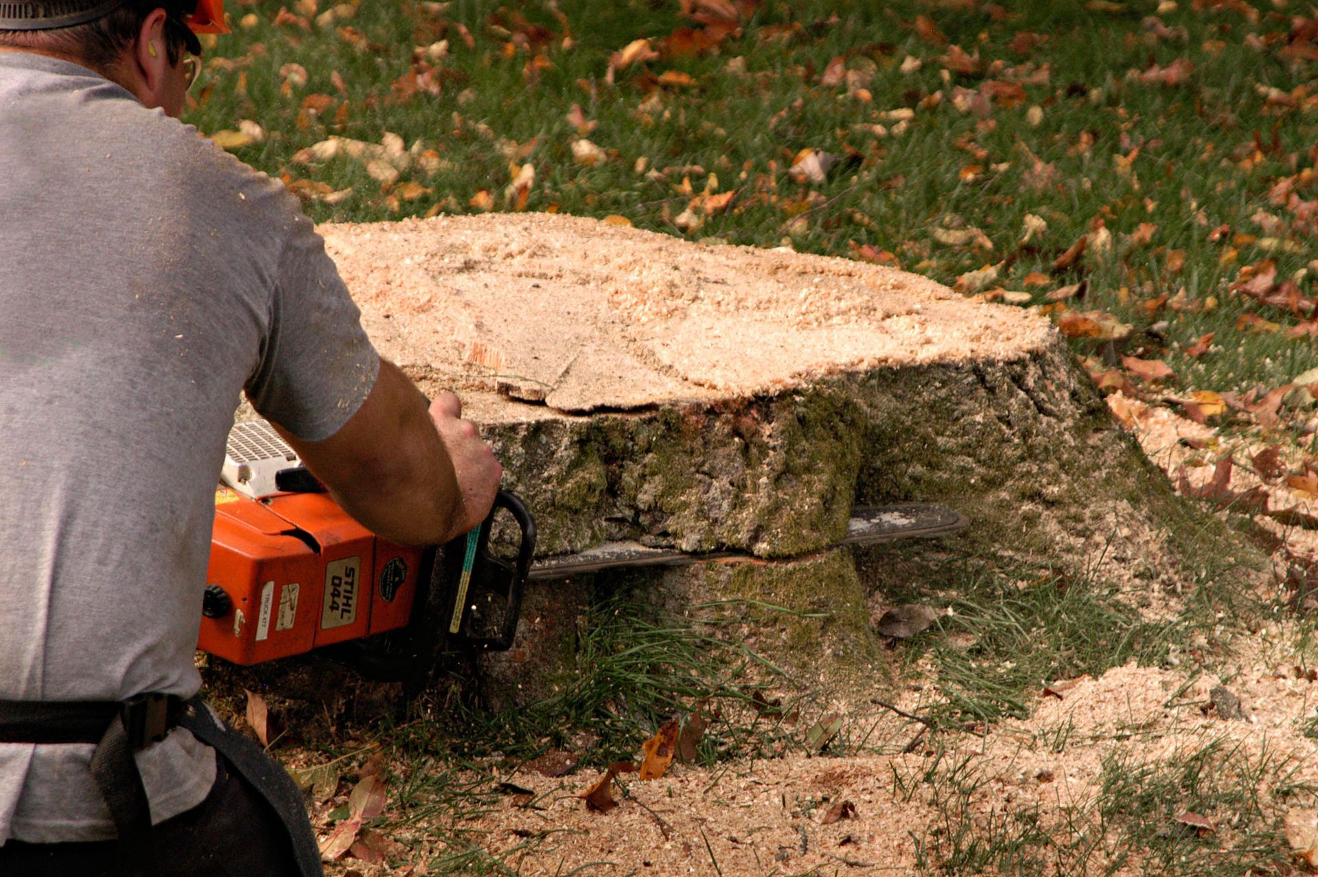 A man is cutting a tree stump with a chainsaw.