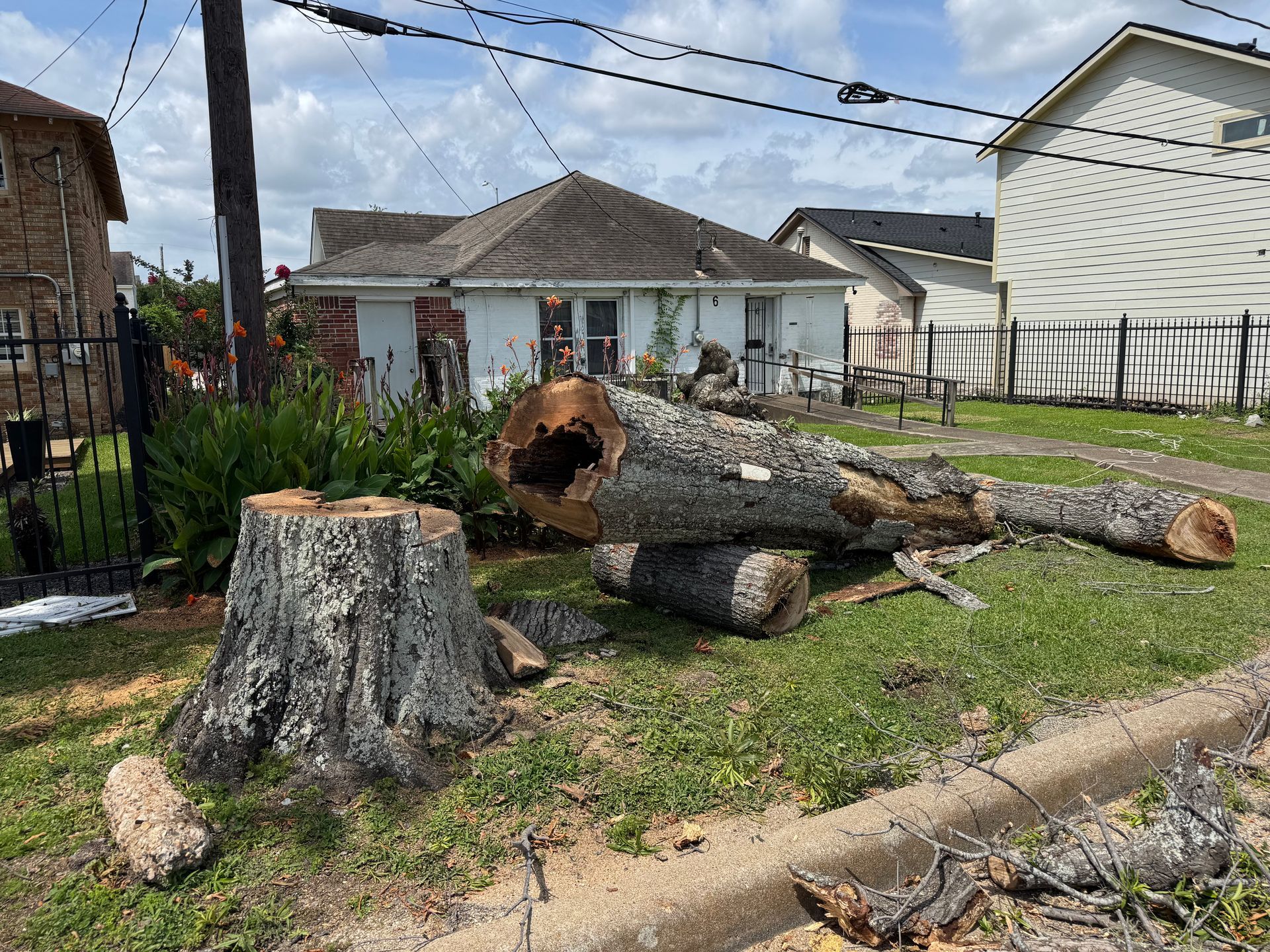 Stump and felled tree on a lawn; white house and power lines in background.