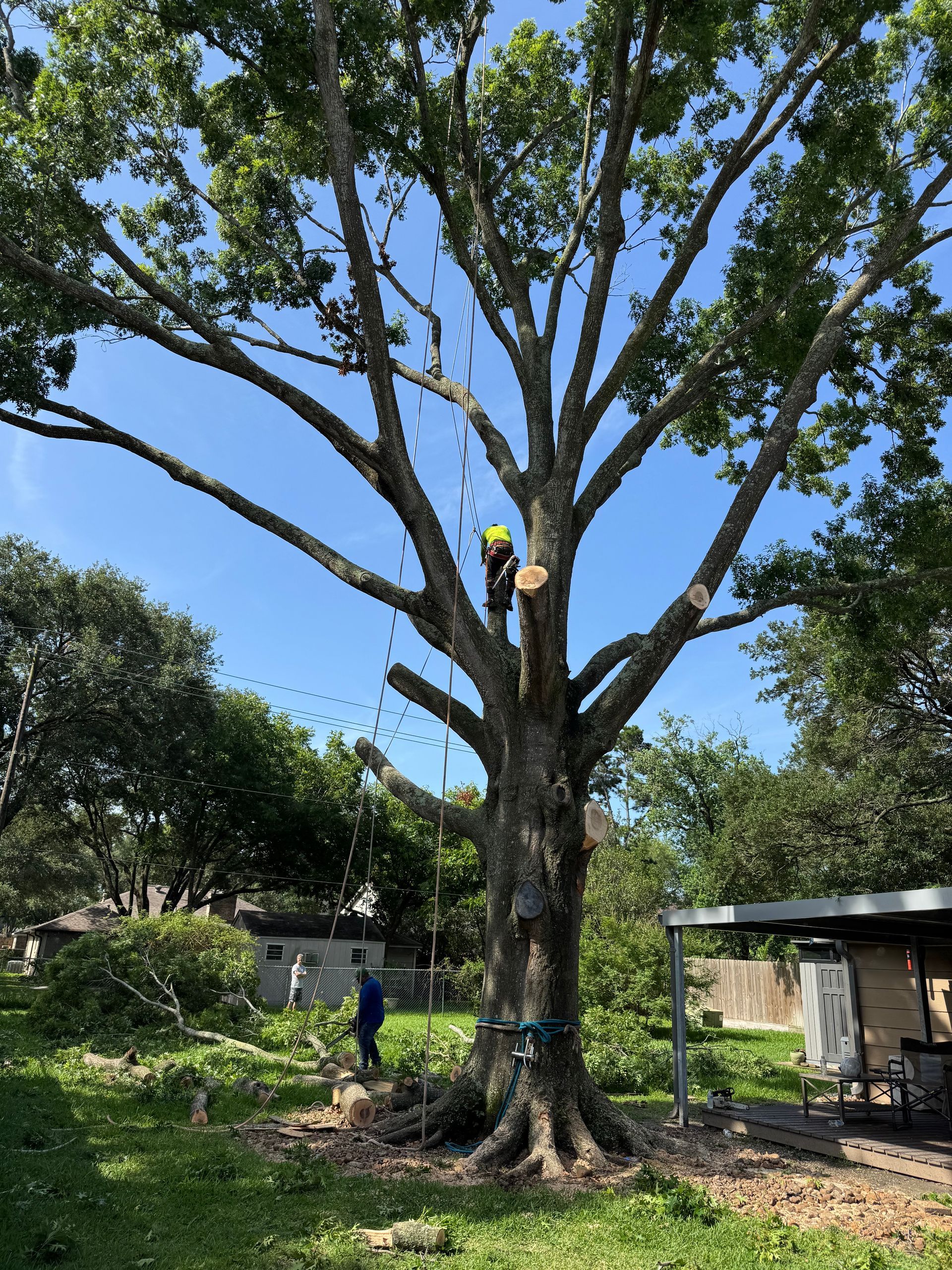 A tree worker in a tree pruning branches on a sunny day. Another worker on the ground.