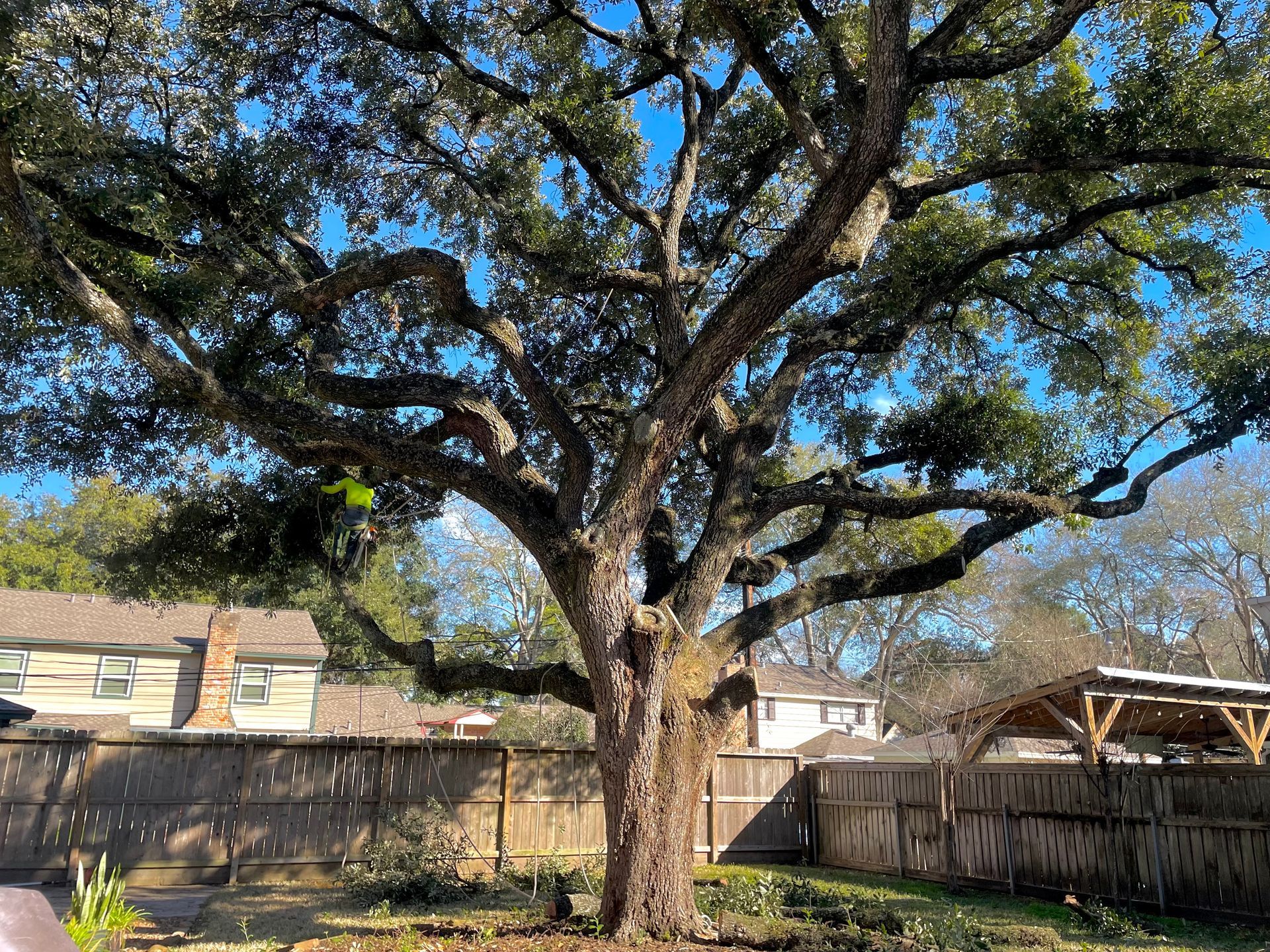 A large tree in a backyard with a fence in the background.