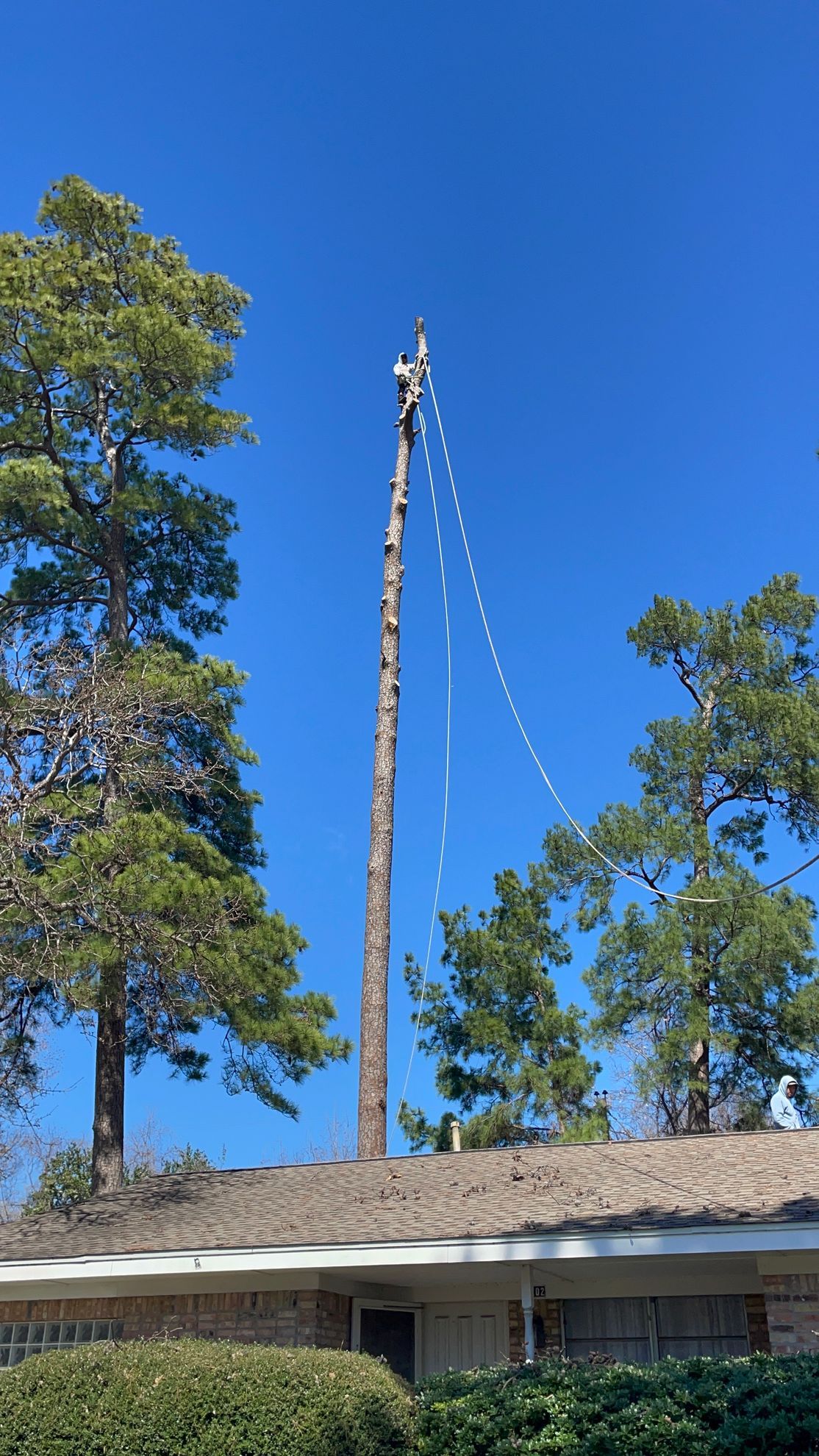 A man is climbing a tree to remove it from the roof of a house.