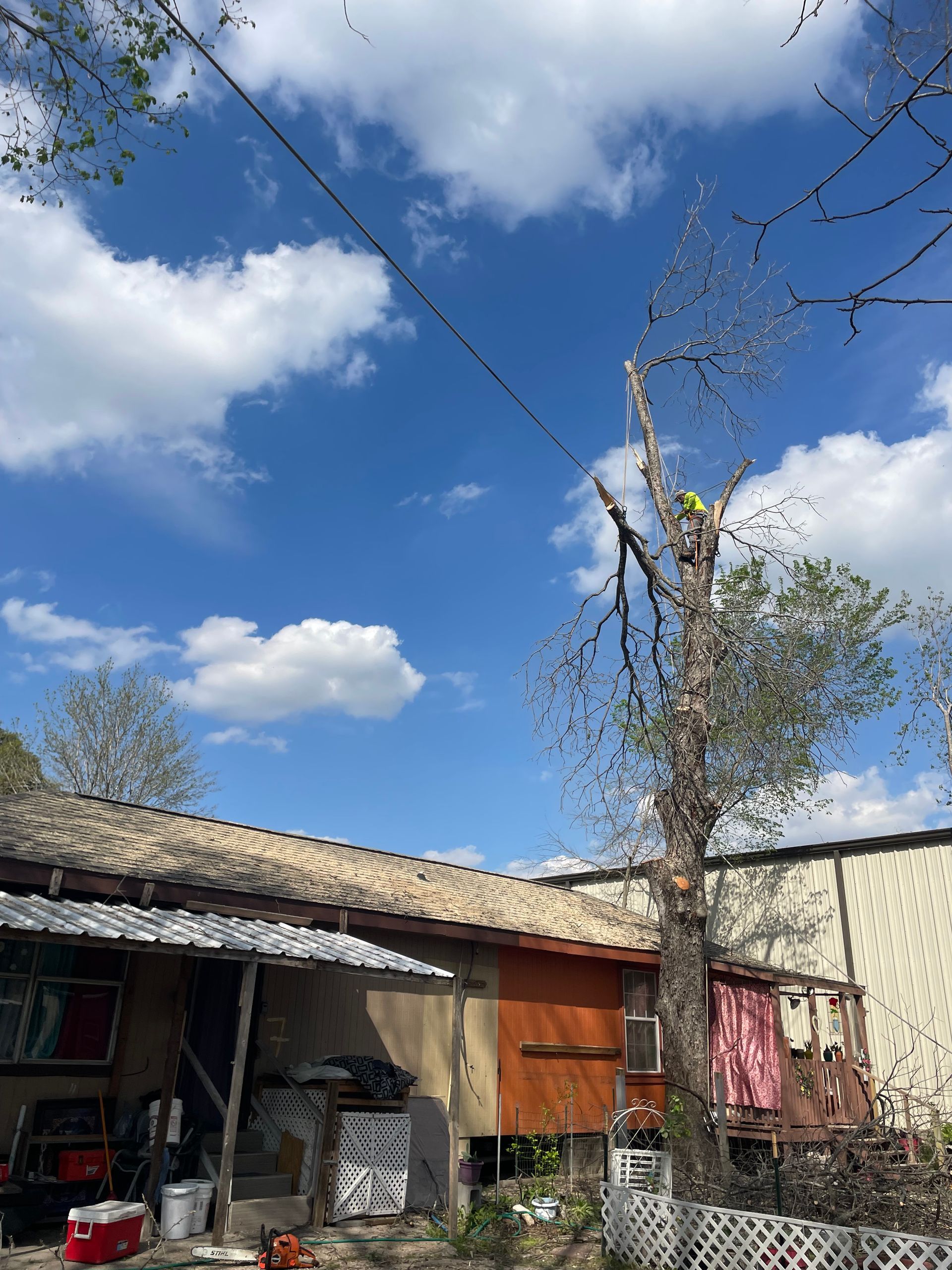 A man is cutting down a tree in front of a house.