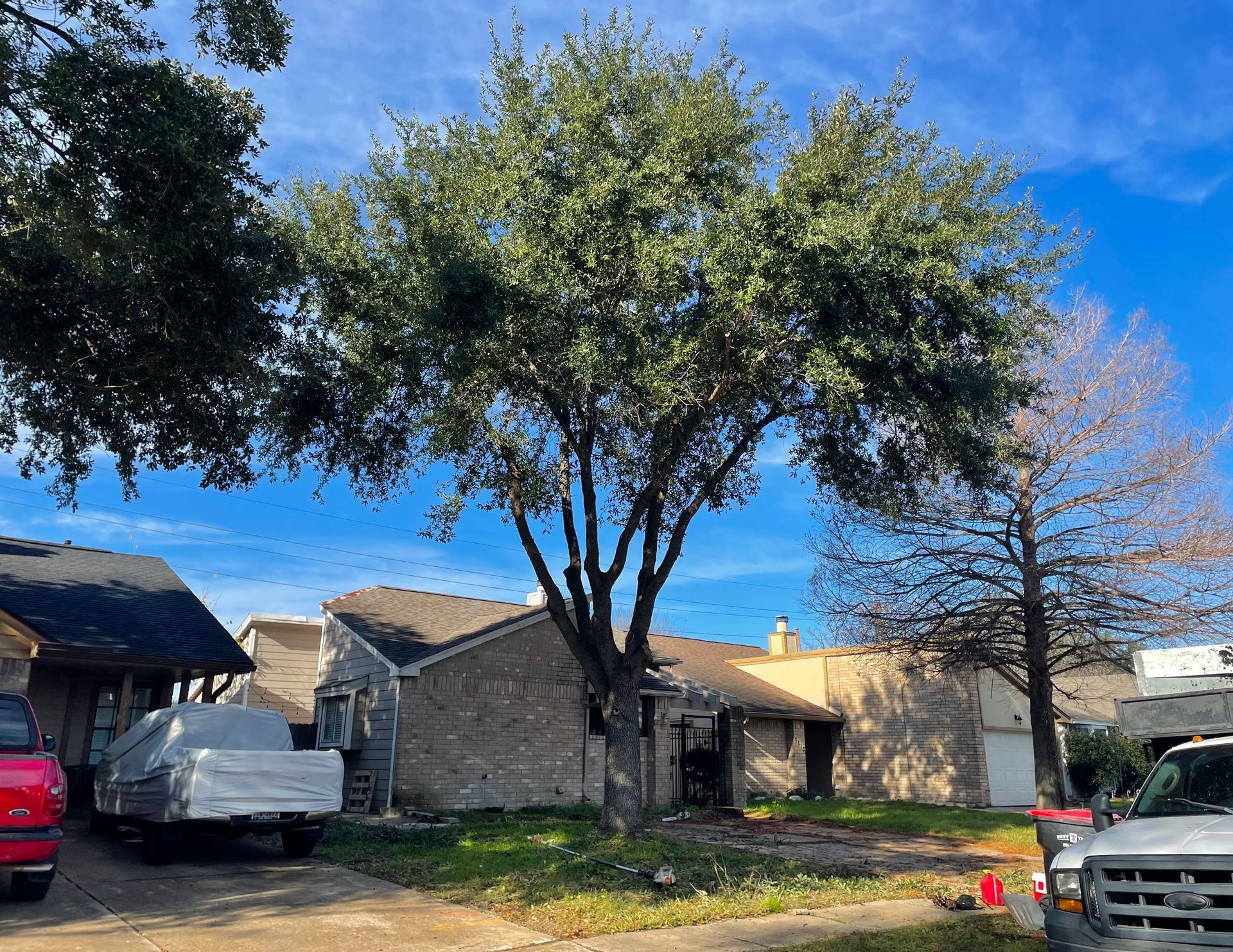tree service after