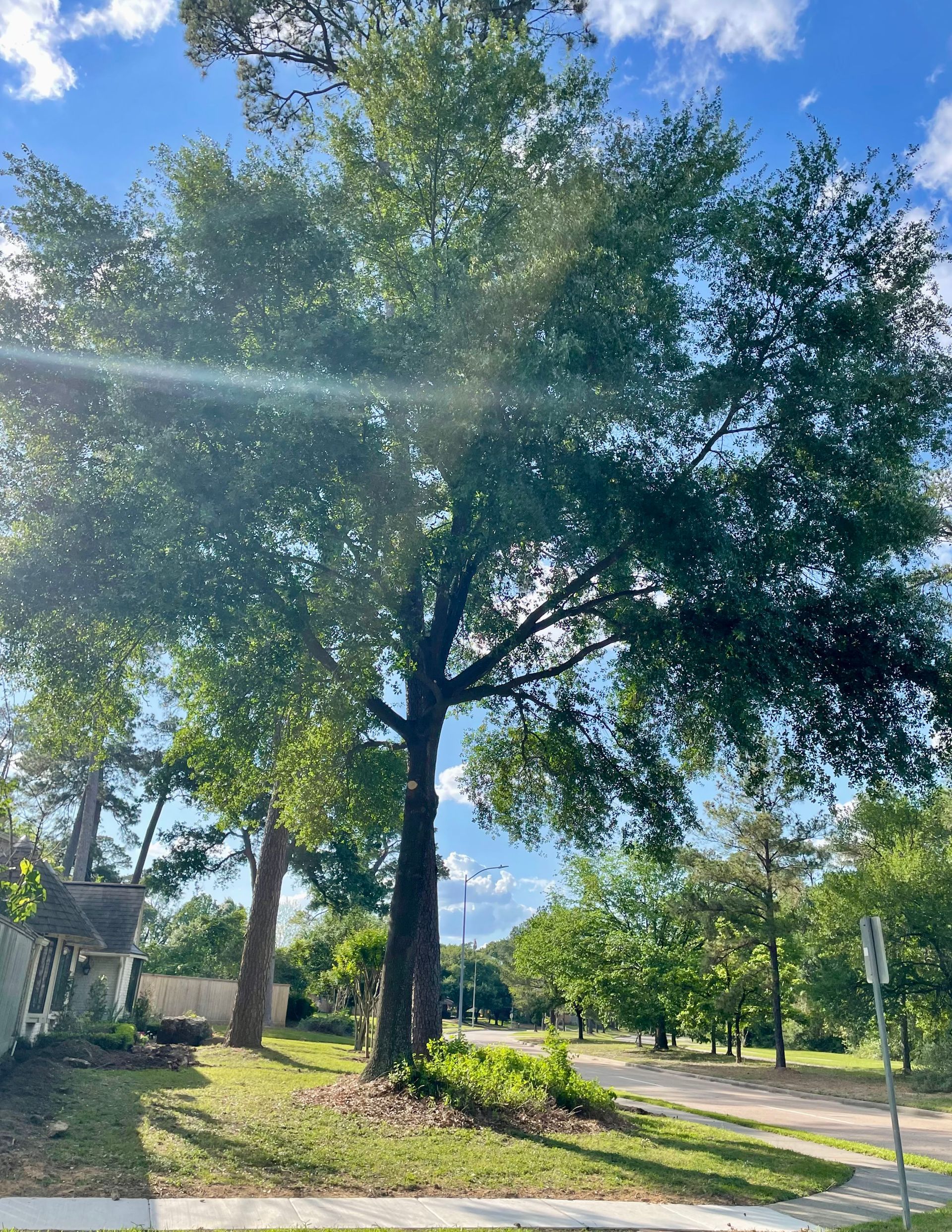 A tree in a park with a blue sky in the background