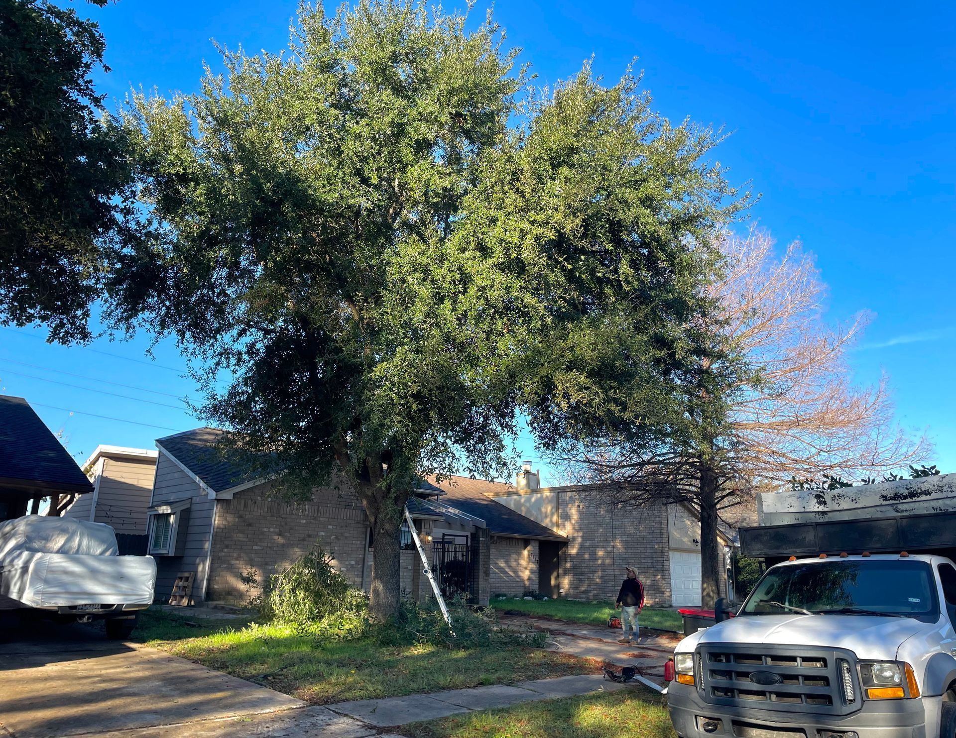 tree service before