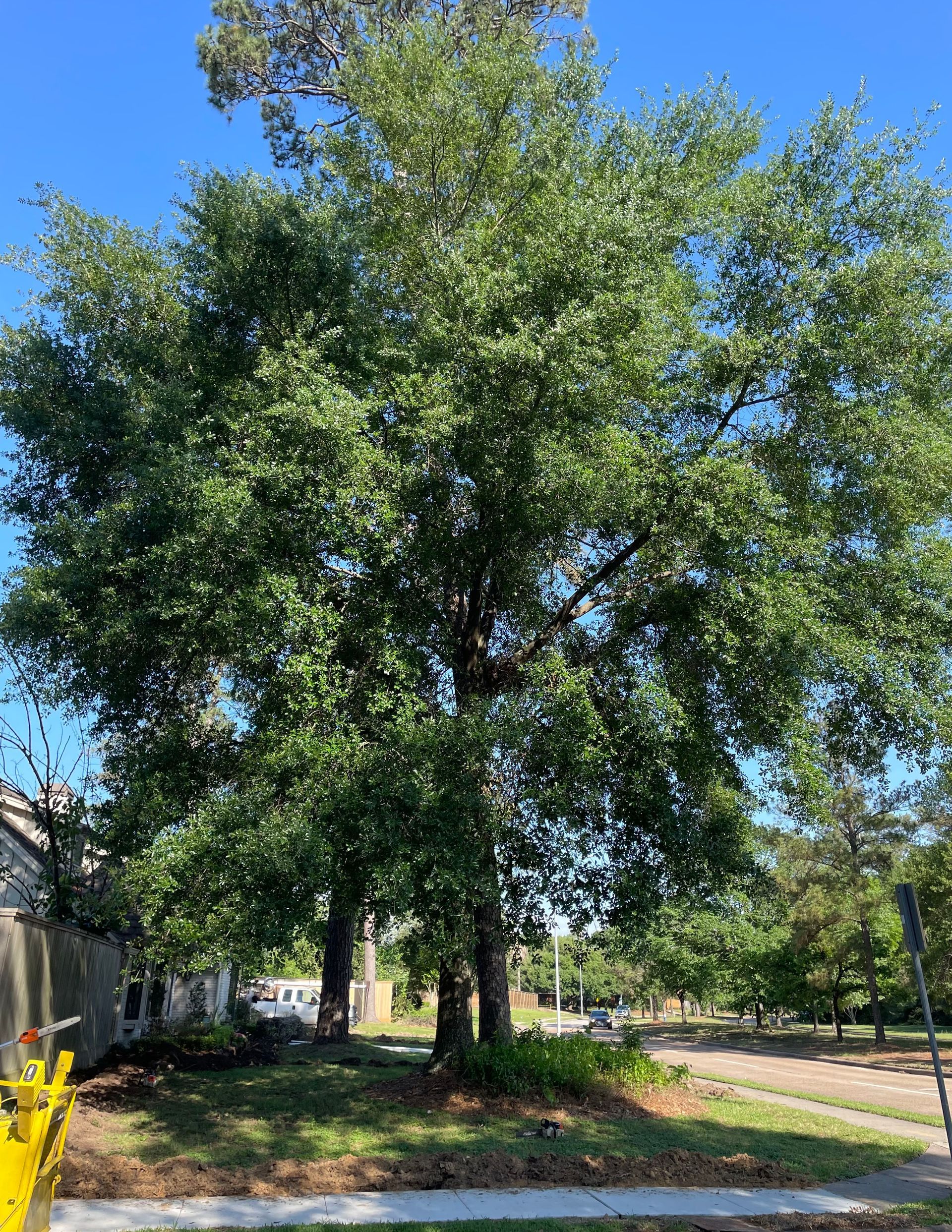 A large tree with lots of leaves is in the middle of a yard.