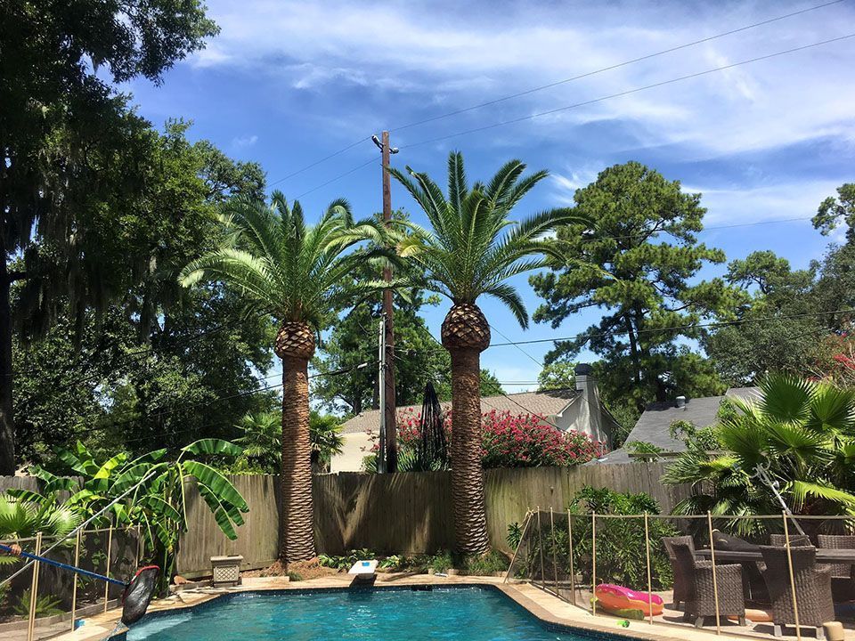 A swimming pool surrounded by palm trees in a backyard
