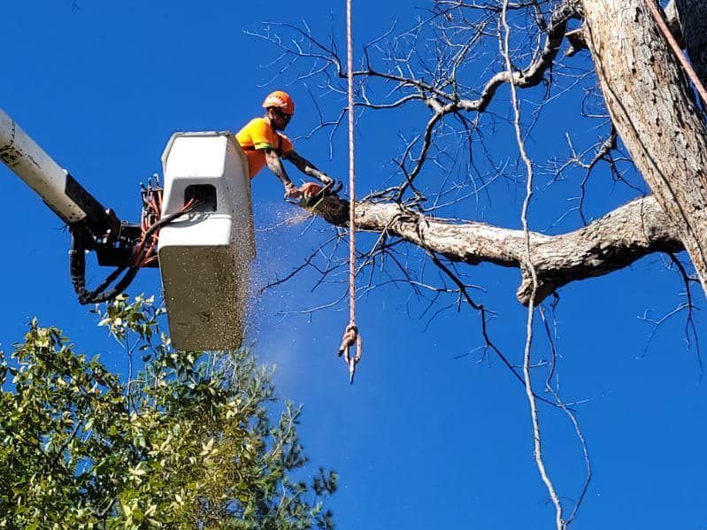 Arborist in bucket truck uses chainsaw to cut a tree branch against a blue sky.