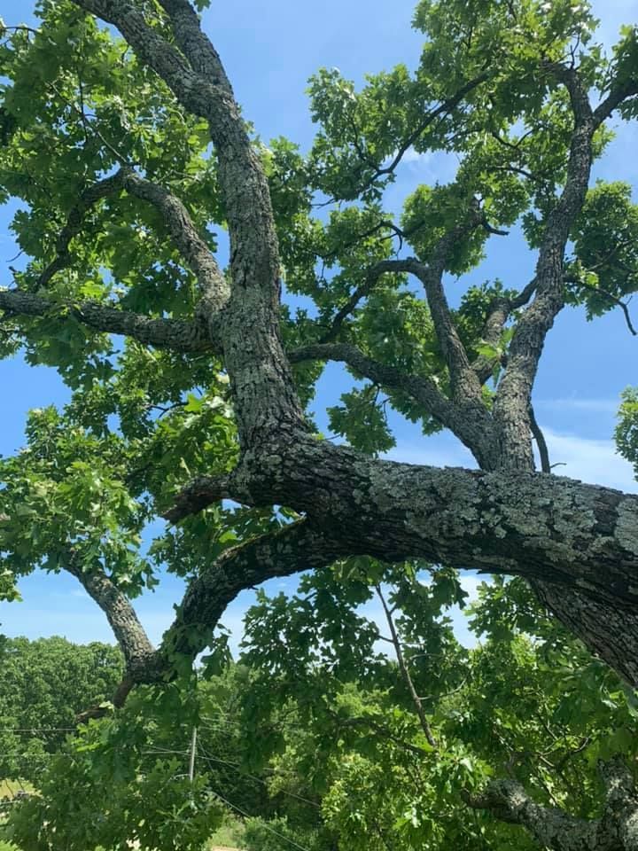 Large tree branches covered in green leaves against a bright blue sky.