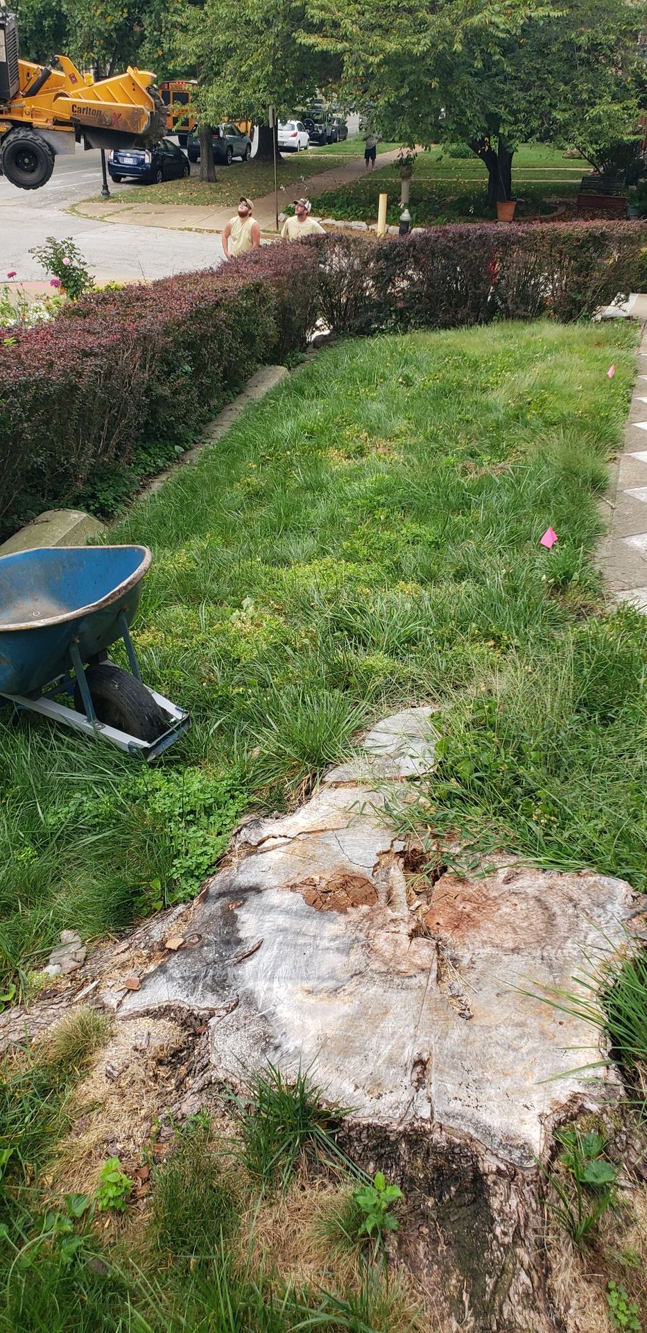 stump grinding