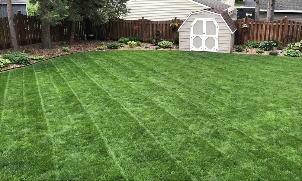 A lush green lawn with a white shed in the background.