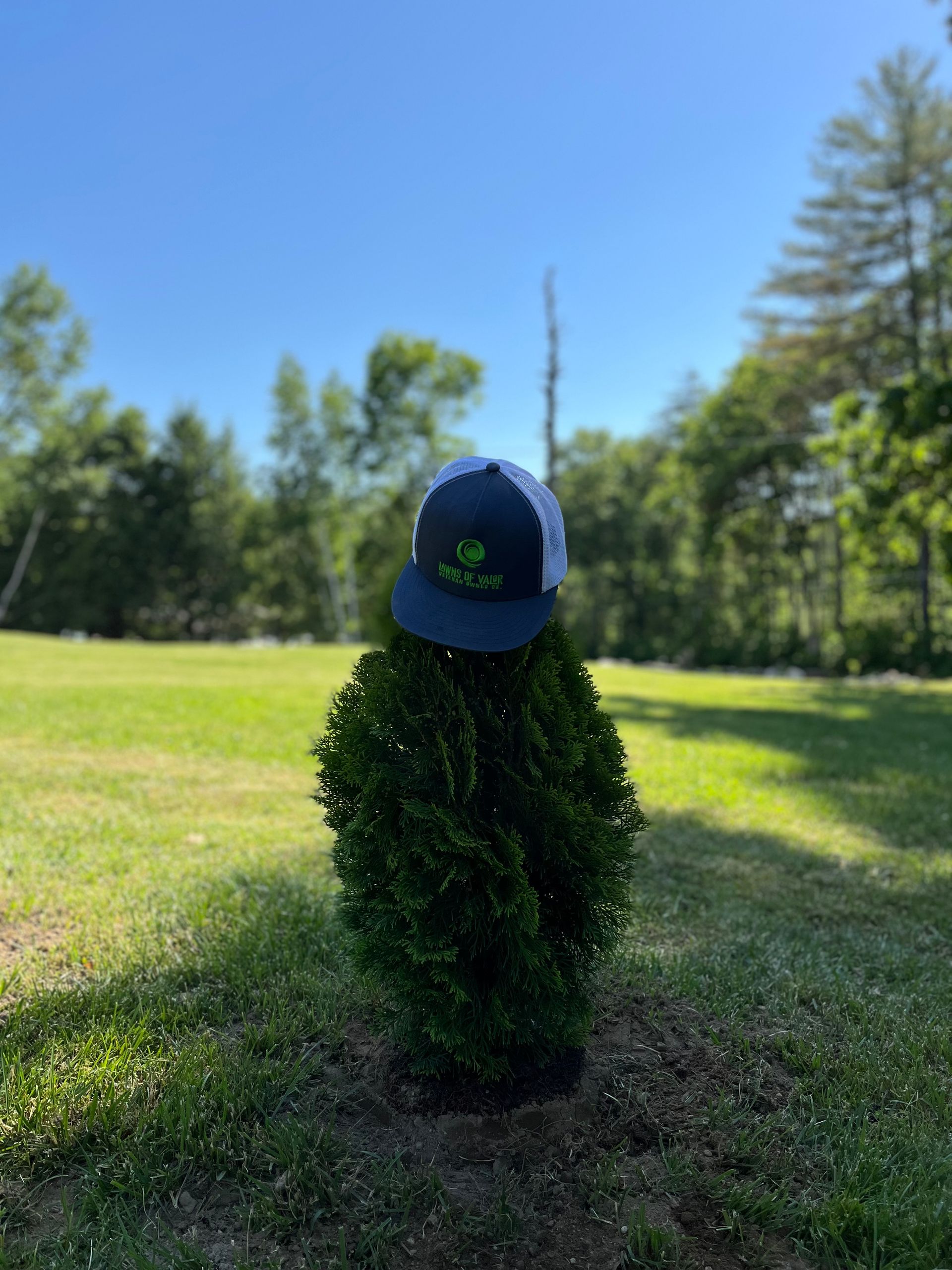 A navy and white baseball cap perched on top of a small, rounded evergreen shrub in a grassy field under a sunny sky.