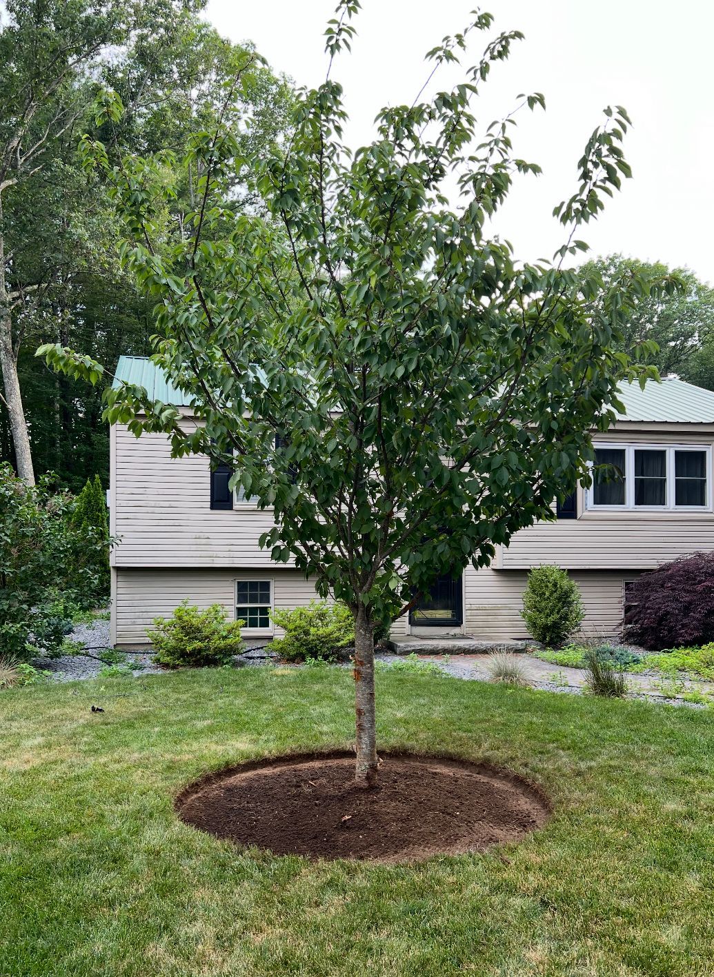 A young tree with green leaves centered in a circular mulch bed in a front lawn before a suburban house.