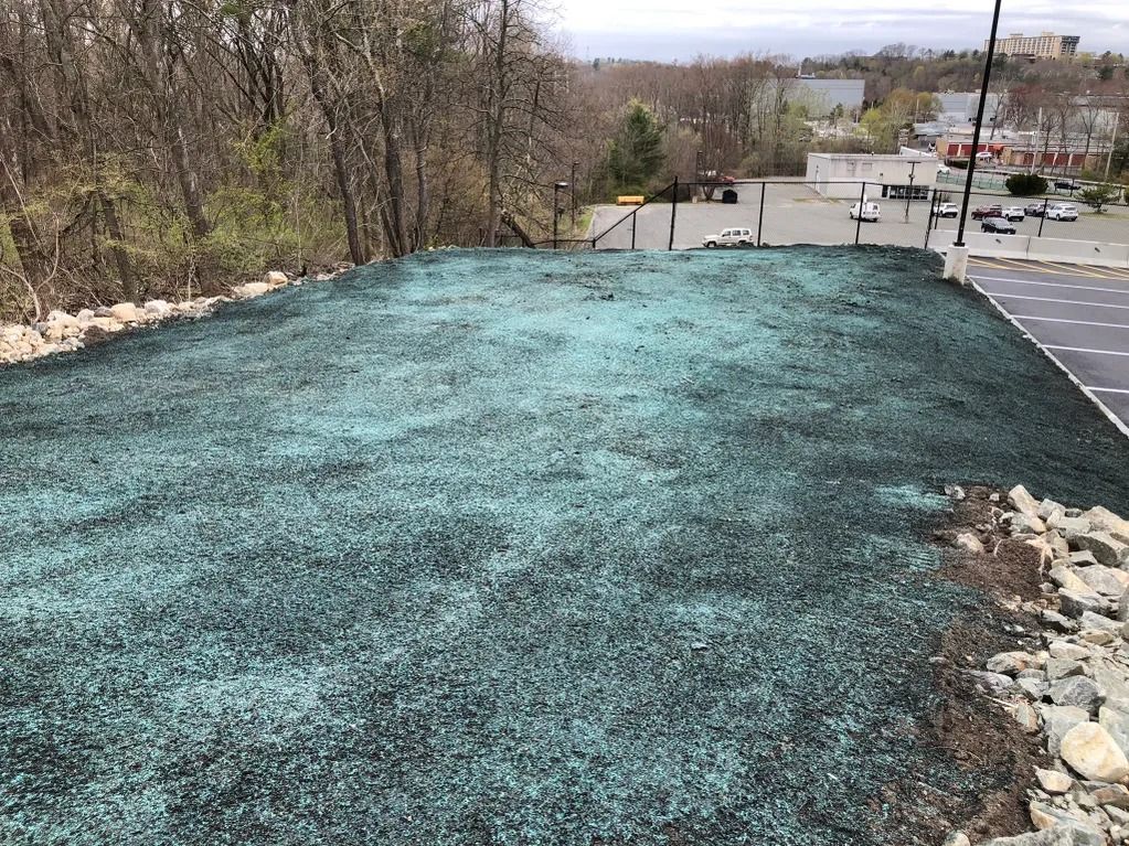 Newly seeded grass on a slope, with a blue-green hue, near a parking lot and trees.