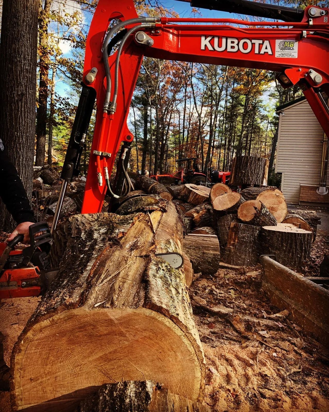 Red Kubota excavator and chainsaw cutting a large tree trunk in a wooded area.