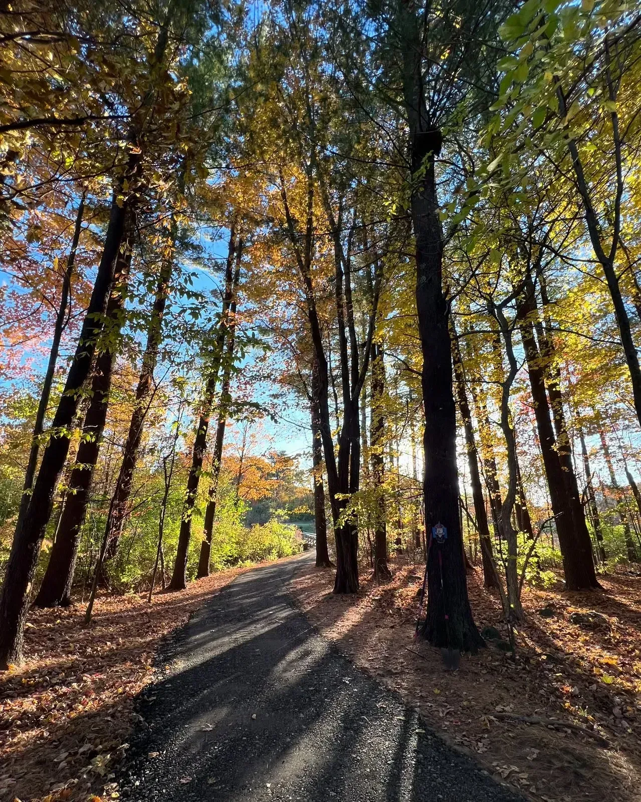 Sunlight filters through trees lining a path covered in fallen leaves, fall foliage.