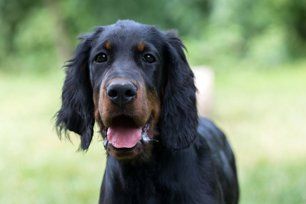 Gordon setter dog