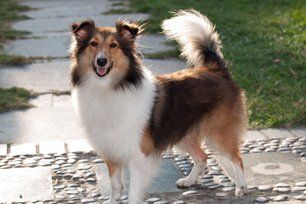 Happy dog
